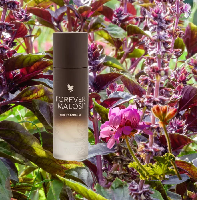 Forever Malosi - Parfum pour lui